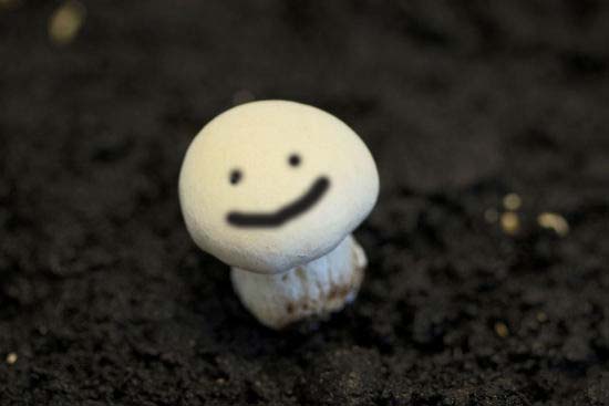 mushroom 1